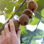 Aktinídia lahodná- kiwi (Actinídia deliciosa) ´SOLISSIMO´® - výška 40-50 cm, kont. C2L/P11 - SAMOOPELIVÁ
